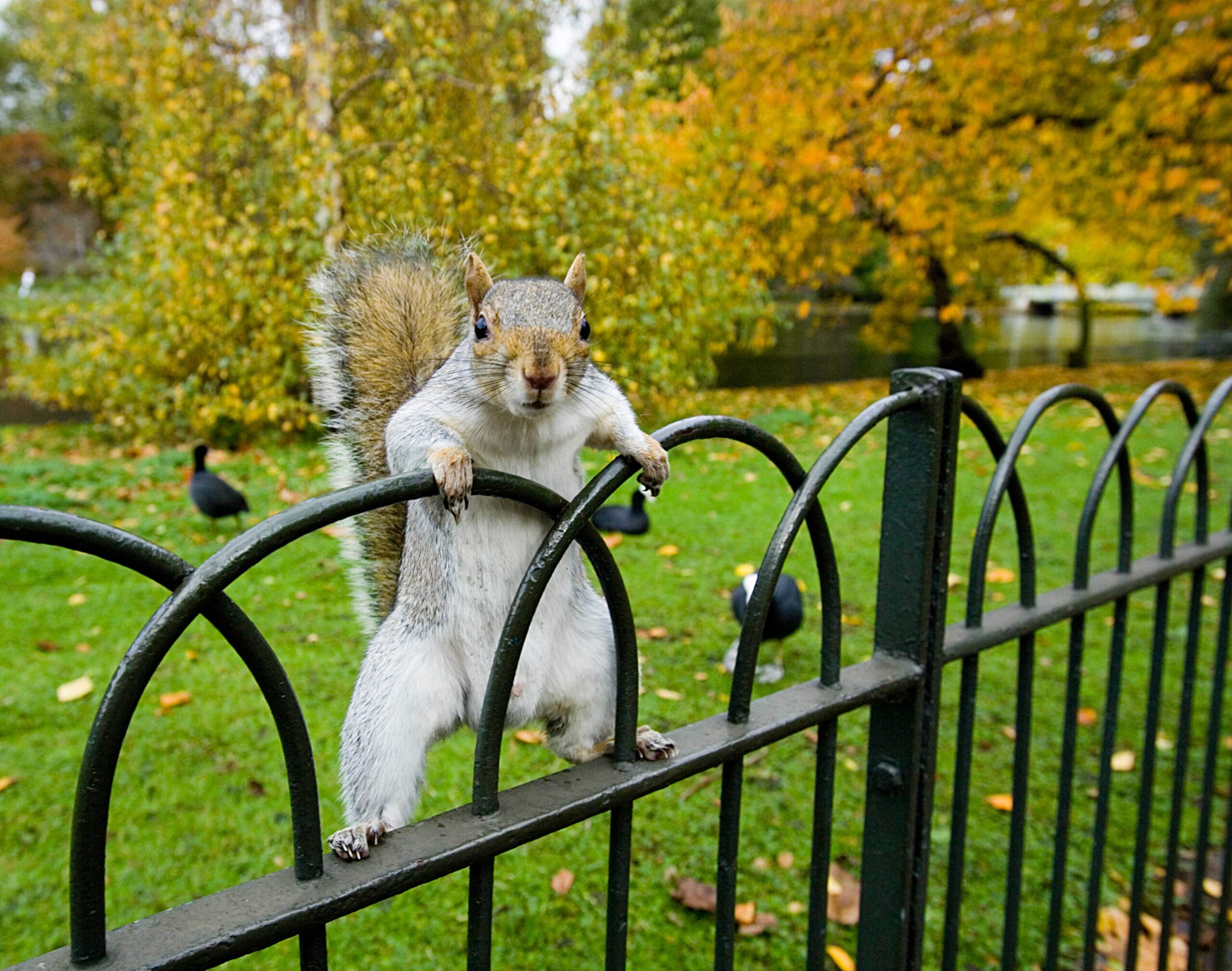 Squirrel Appreciation Day.