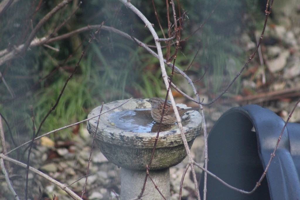 IMG_0057