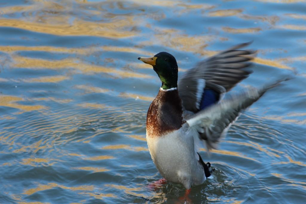 IMG_0070