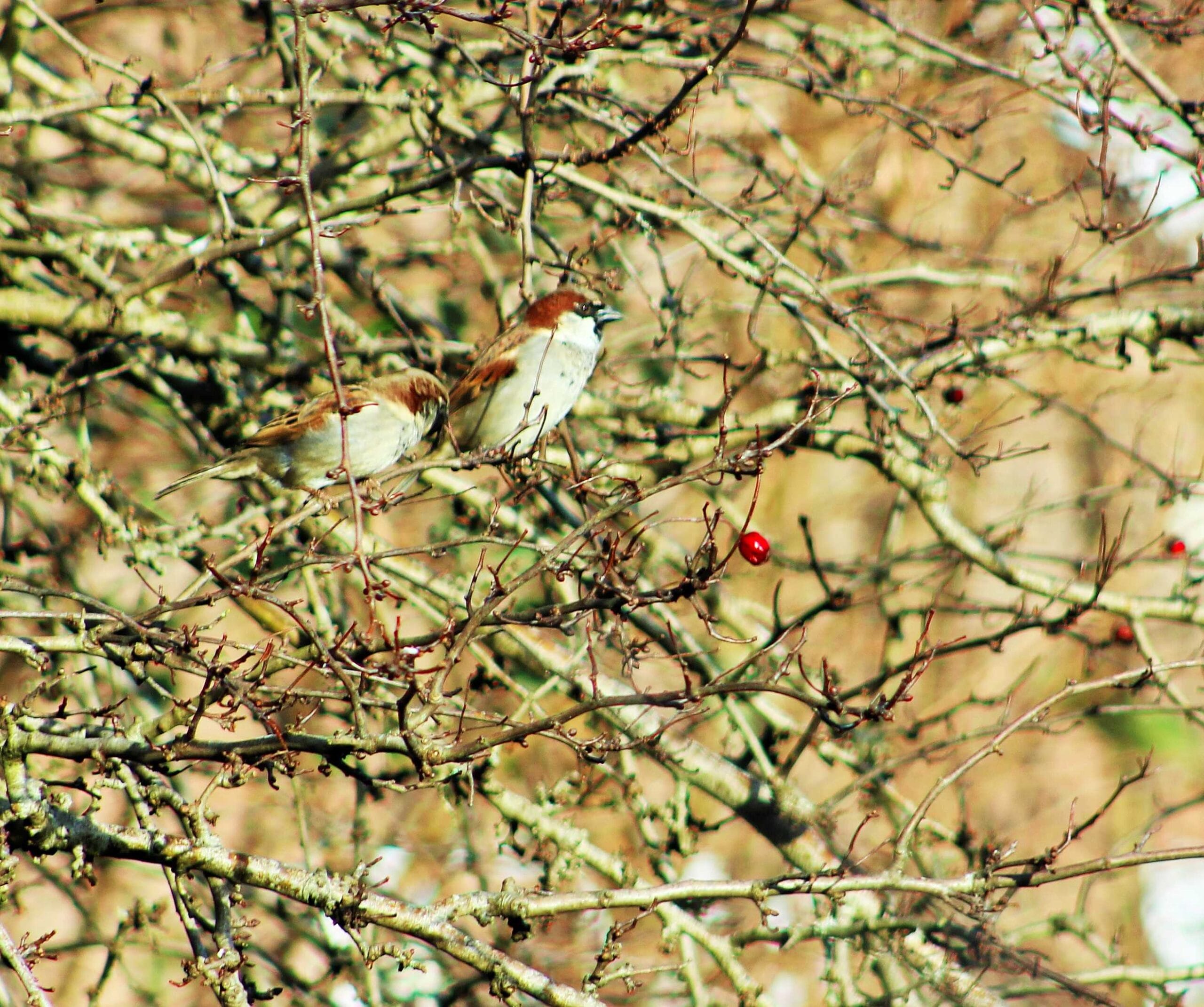 Silent Sunday and My Sunday Photo 25th January 2015