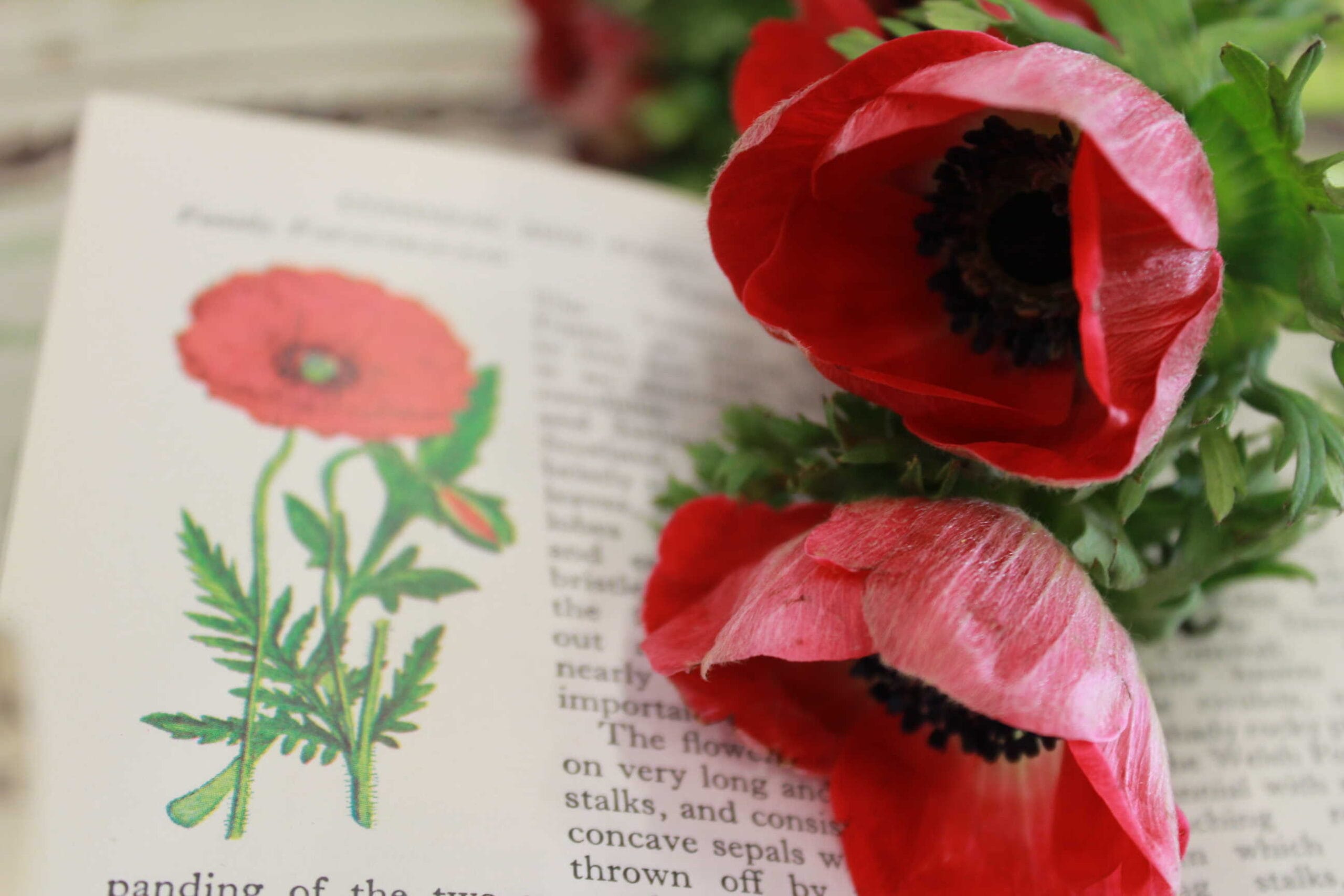 Project 365 – 1st to 7th March 2015