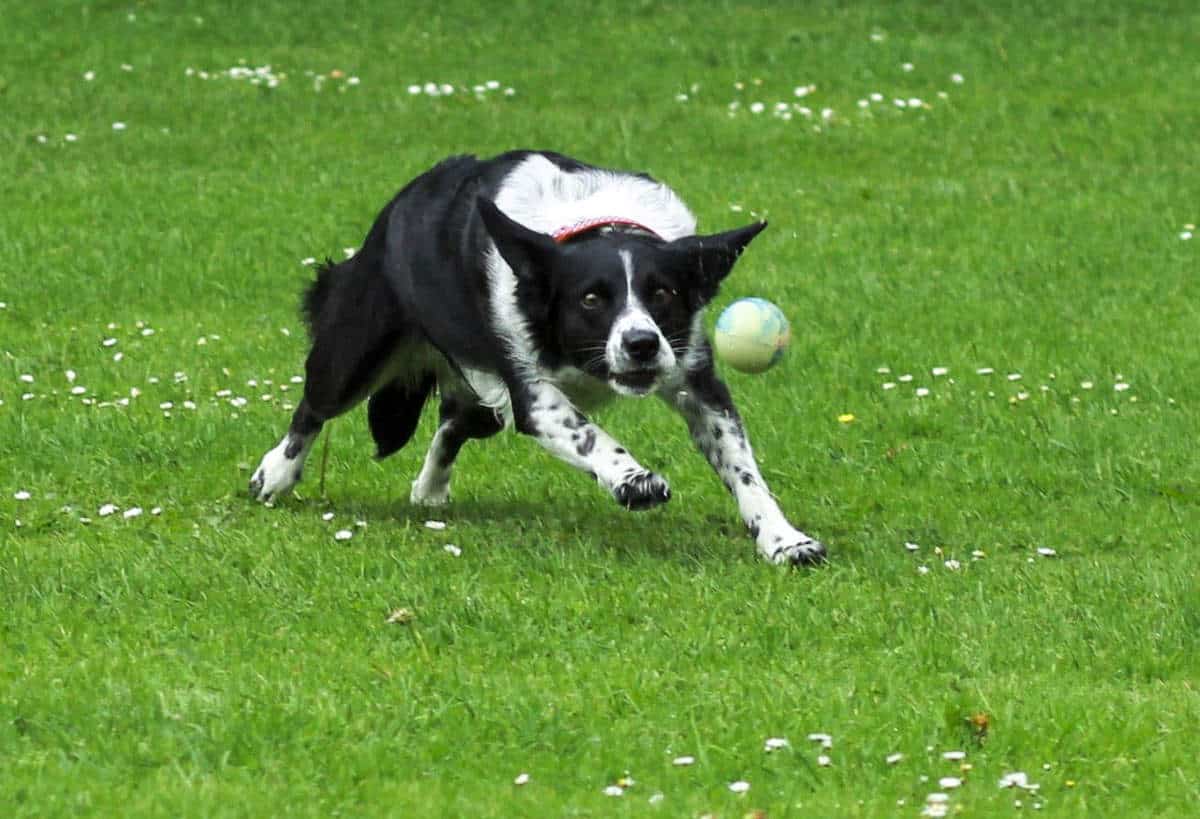 The concentration on this dogs face as it chases the ball!