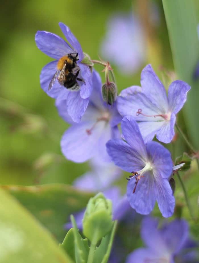 Collecting the Nectar. 