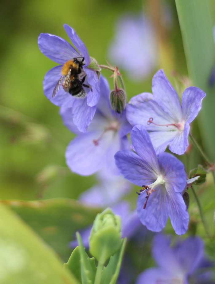 Collecting the Nectar #MySundayPhoto 5th July 2015