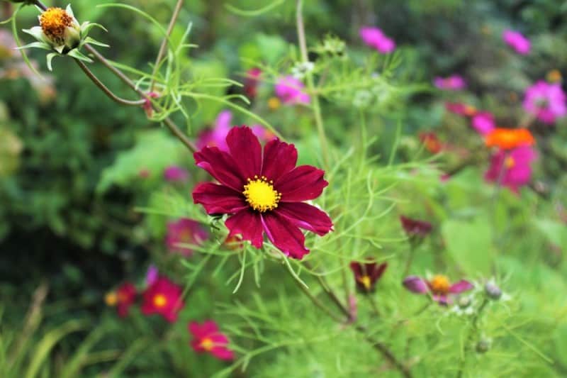 The Gardens at River Cottage HQ #MySundayPhoto