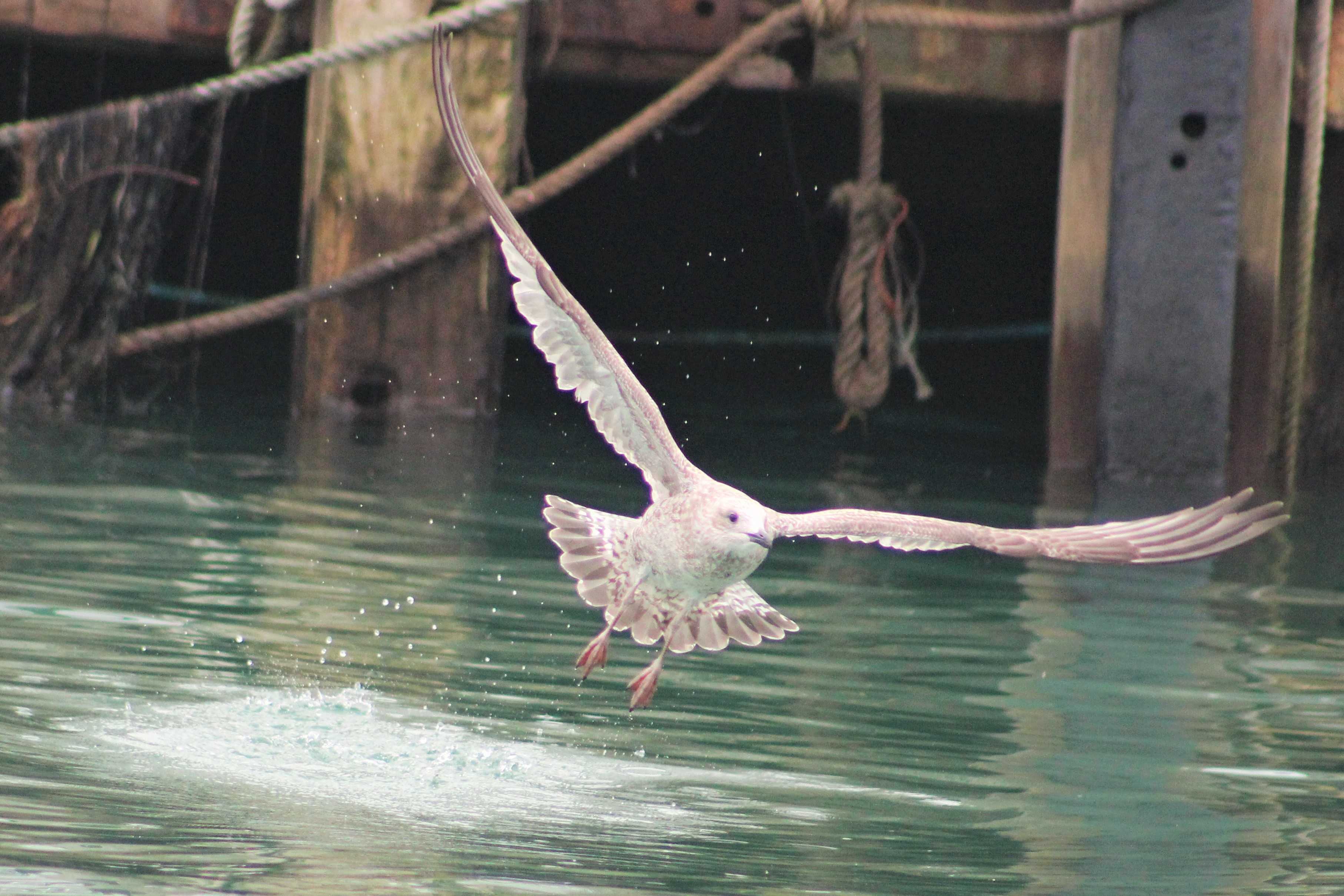 Seagull in Weymouth Harbour