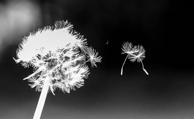 Dancing Dandelion Seeds