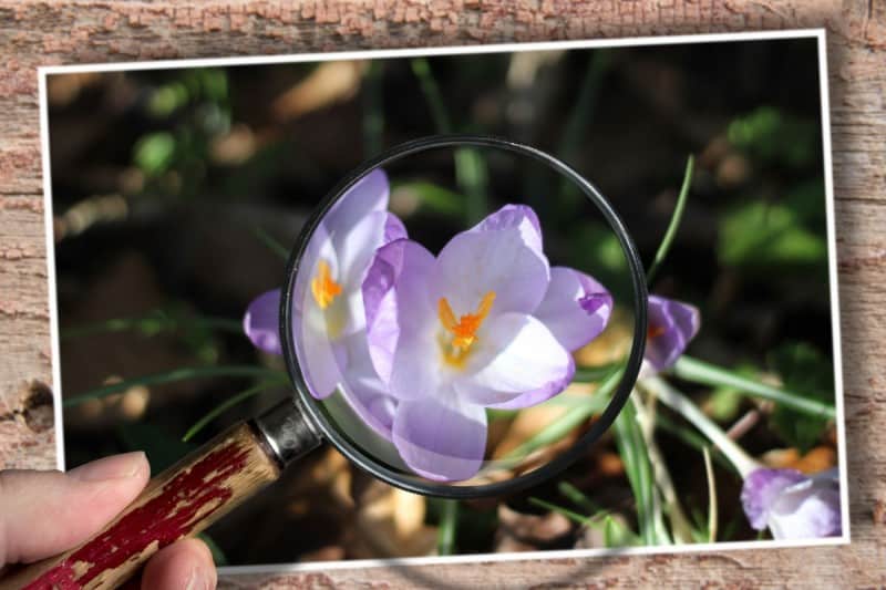 A Magnified Crocus