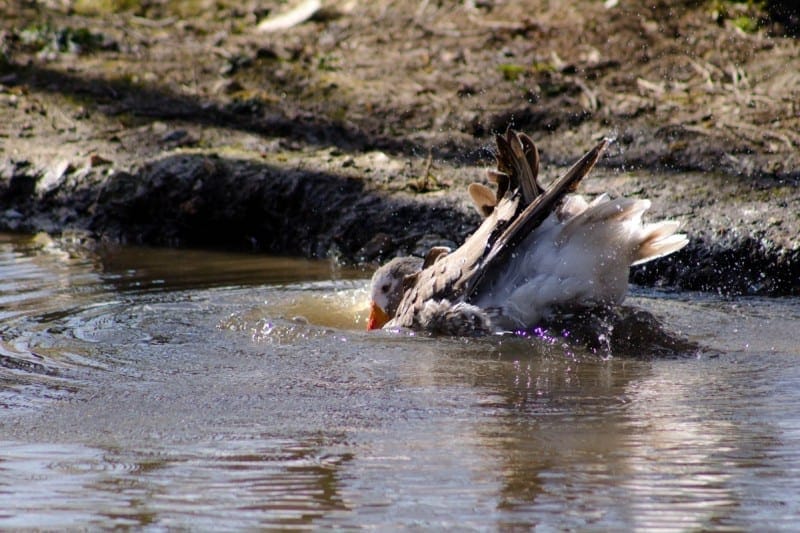 Duck Wash (1 of 1)