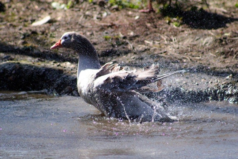 Goose Making a Splash (1 of 1)