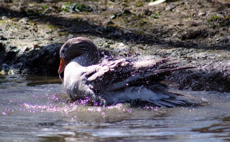 Goose in the water (1 of 1)