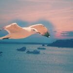 Sights in Flight 1