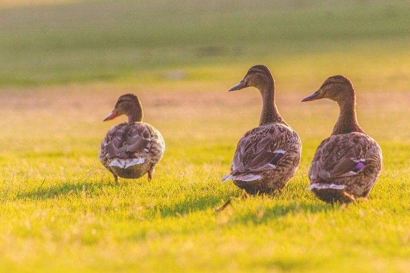 Alicante.Ducks2