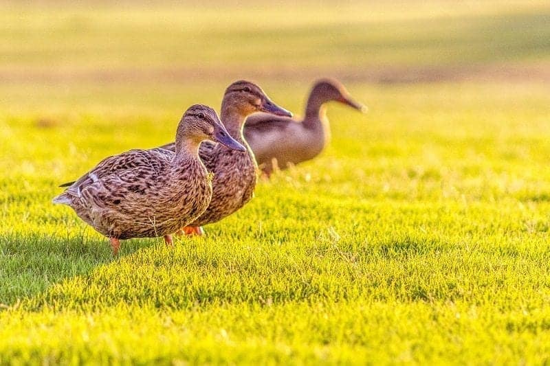 Alicante.Ducks