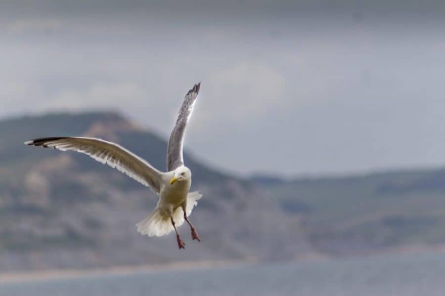 A Flock of Seagulls
