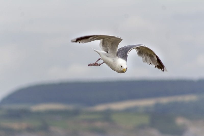 Seagull at Lyme Regis 2