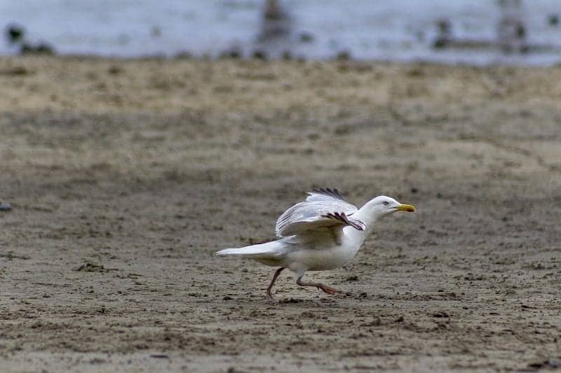 Seagull at Lyme Regis 3