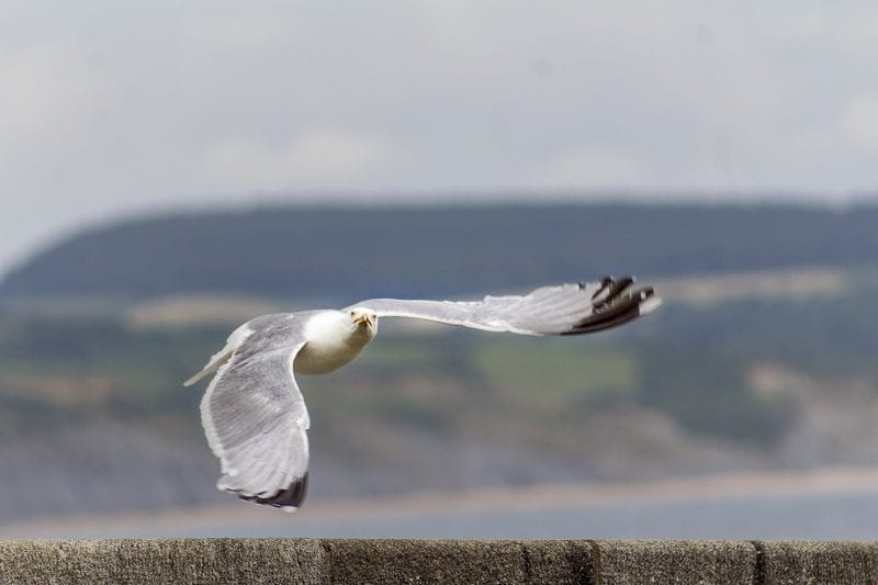 Seagull at Lyme Regis 4
