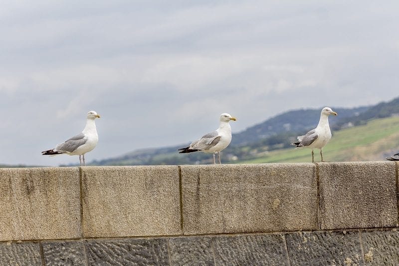 Seagull at Lyme Regis 5