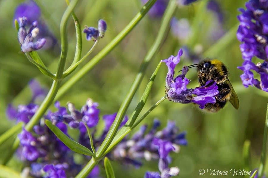 Loving the Lavender