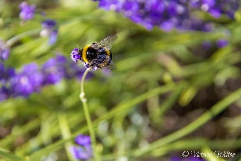 Bee on Lavender 6