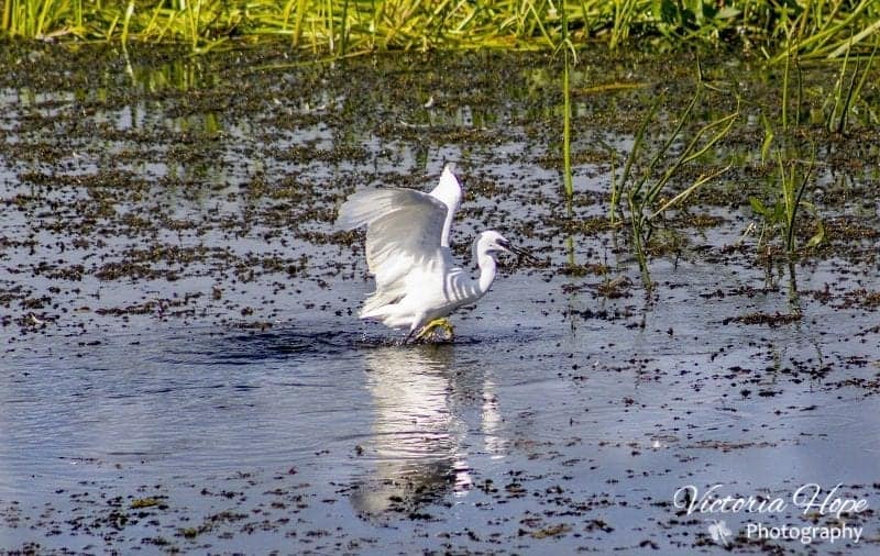 Little Egret Catching Fish at RSPB Ham Wall