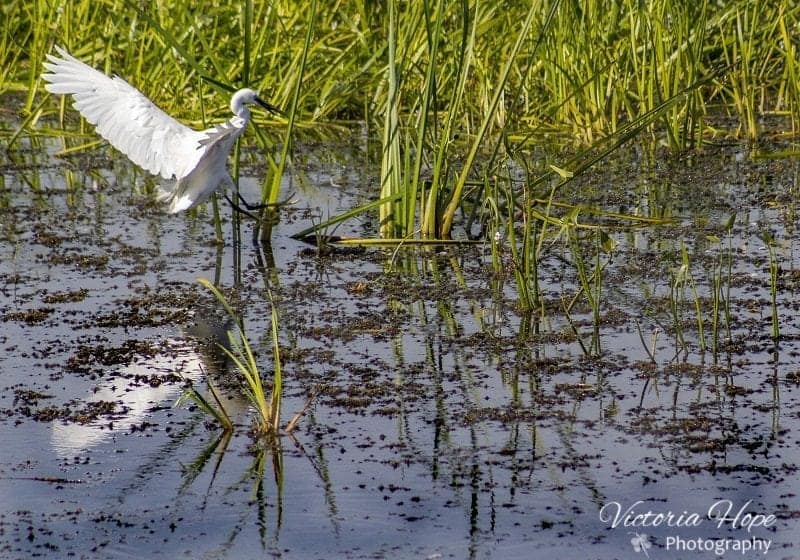 Little Egret Ham Wall