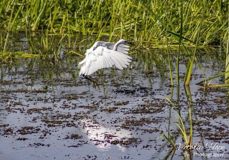 Little Egret RSPB Ham Wall