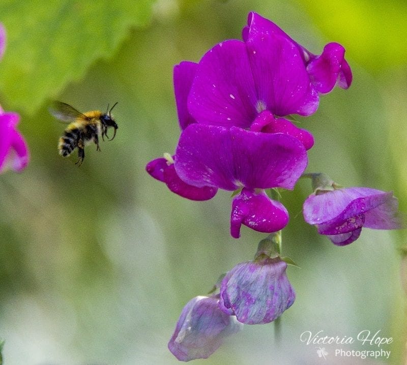 A Protuding Proboscis 2