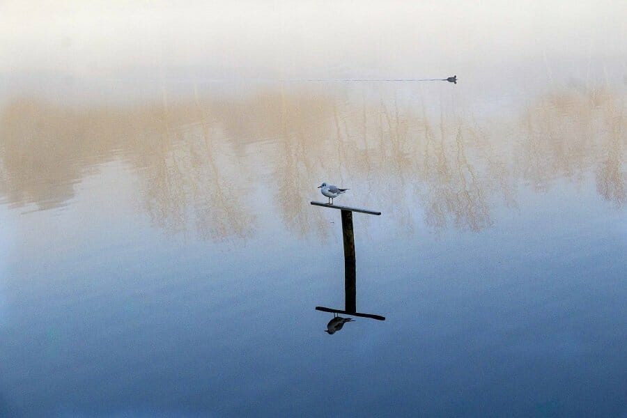 A Misty Chard Reservoir