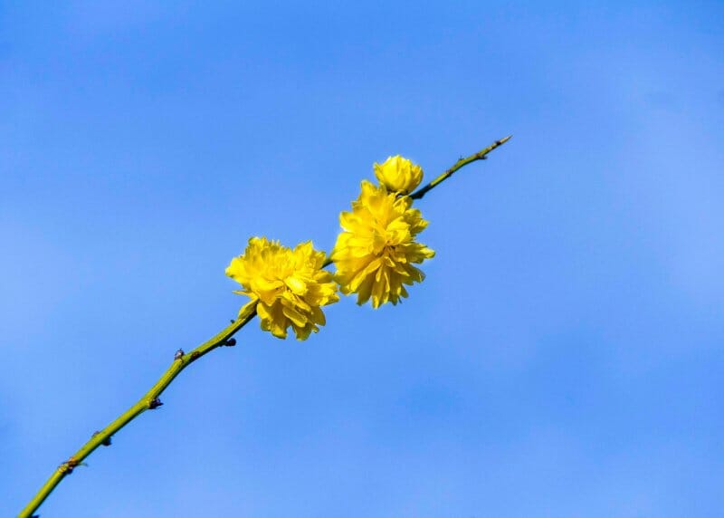 blooming lovely