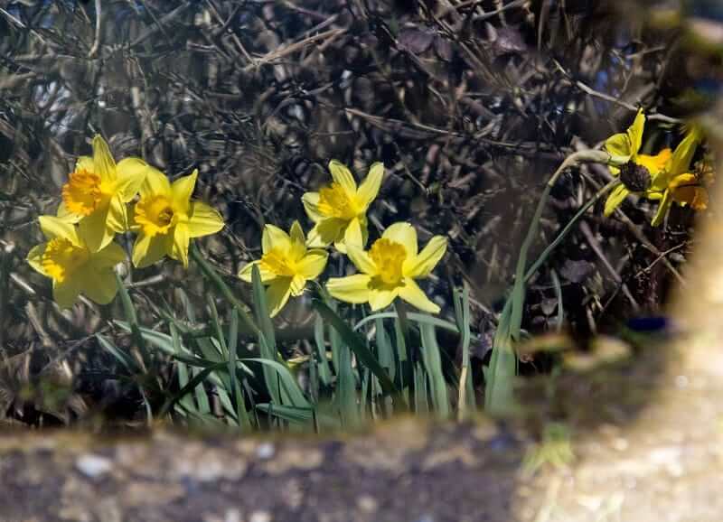 Reflections of Spring
