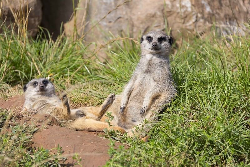 Lessons in Sunbathing!