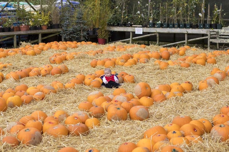 A Visit to Bailey Ridge Pumpkin Patch