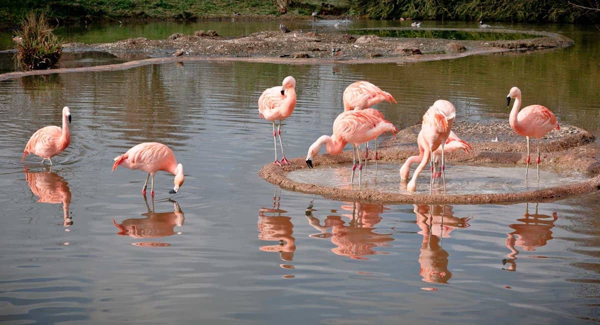 Flamingos at Slimbridge