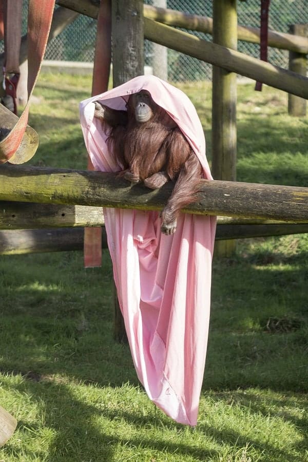 Orangutan Hide and Seek
