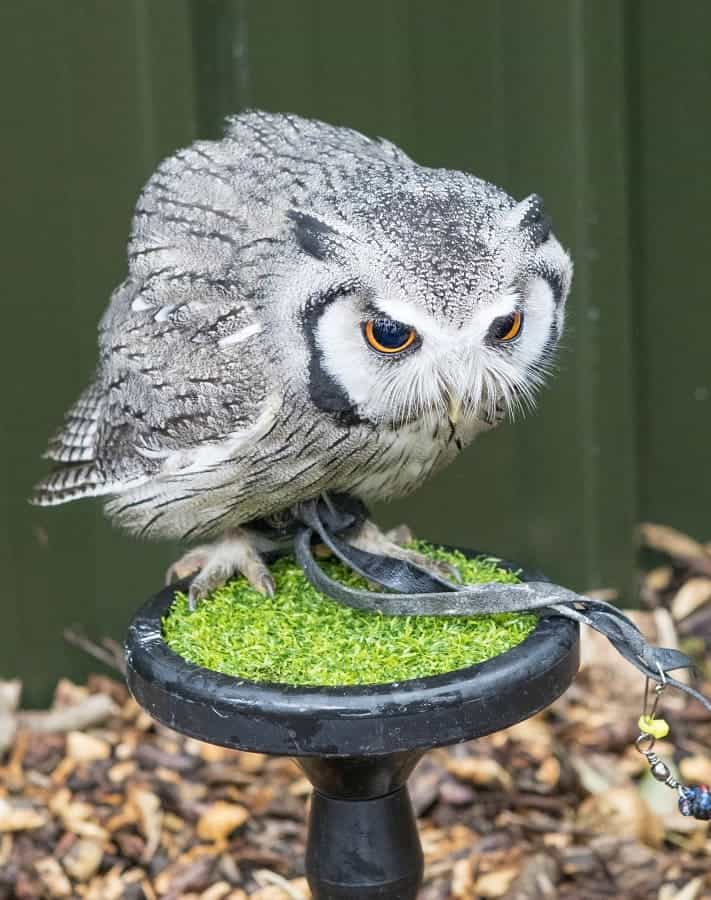 North Somerset Bird of Prey Experience