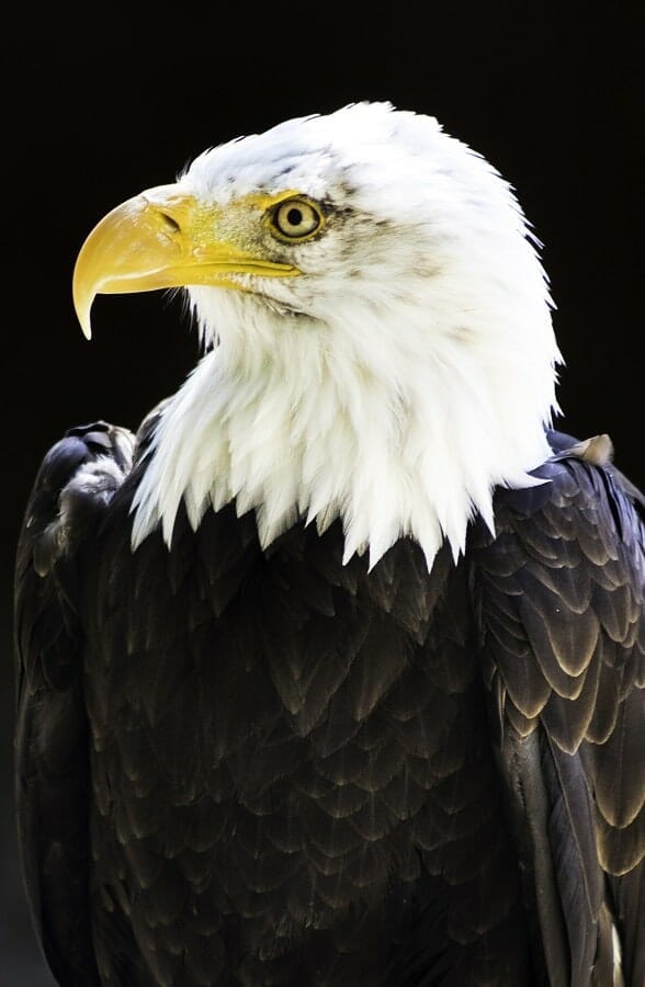 A Bald Eagle at The Hawk Conservancy Trust