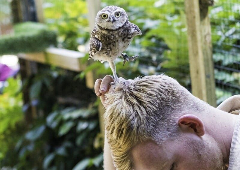 A Burrowing Owl at the Hawk Conservancy Trust