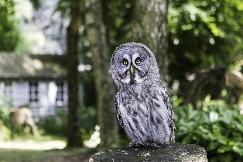 A Great Grey Owl at the Hawk Conservancy Trust