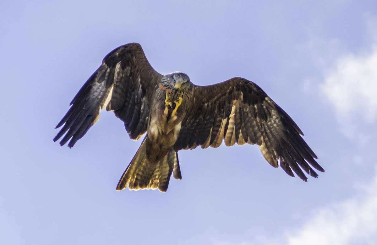 Birds of Prey at the Hawk Conservancy Trust