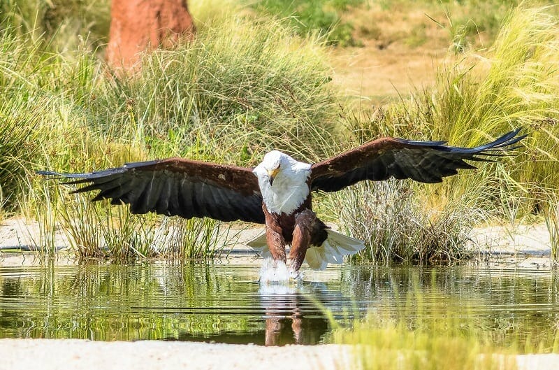 An African Fish Eagle at the Hawk Conservancy Trust