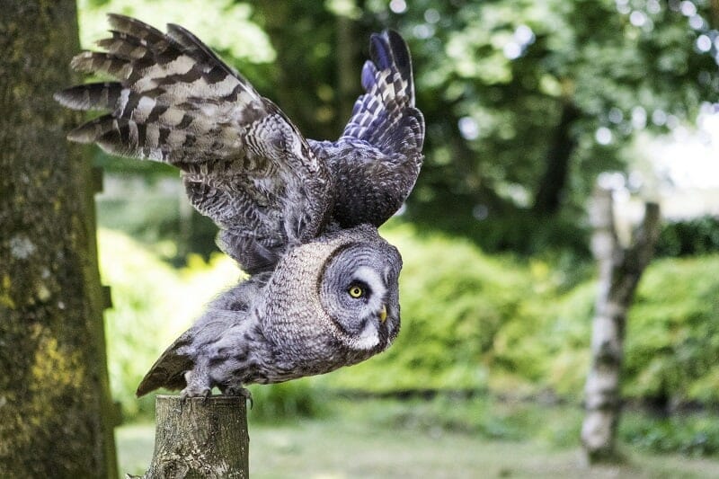 Great Grey Owl taking off at The Hawk Conservancy Trust
