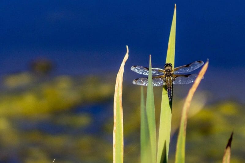 A Dragonfly at RSPB Ham Wall