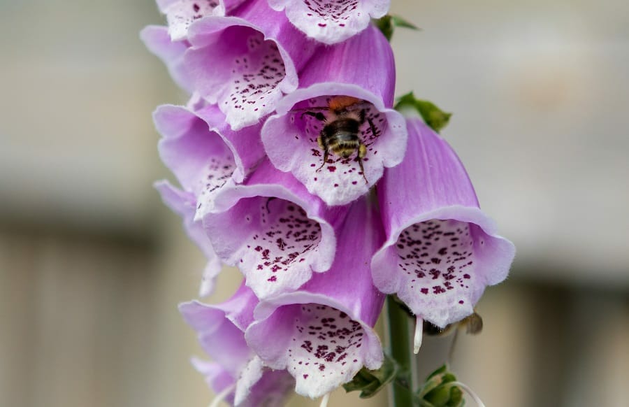 Bees on a Foxglove