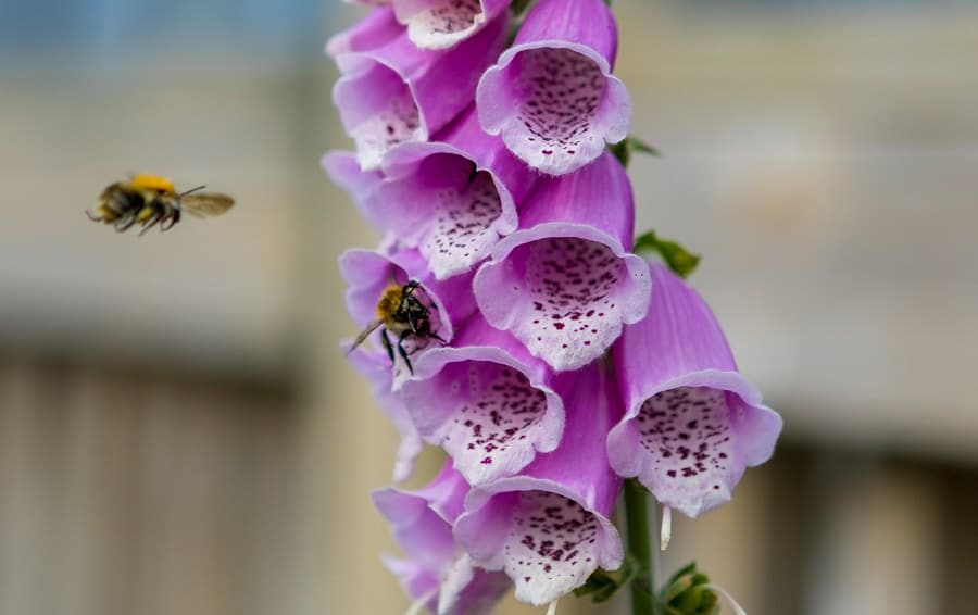Bees on a Foxglove