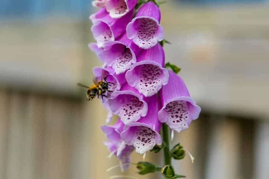 Bees on a Foxglove