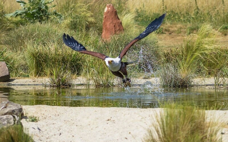 African Fish Eagle at the Hawk Conservancy Trust