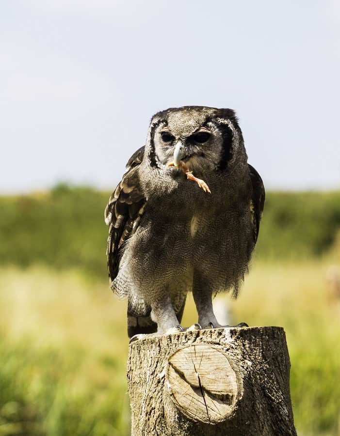 The Milky Eagle Owl at the Hawk Conservancy Trust