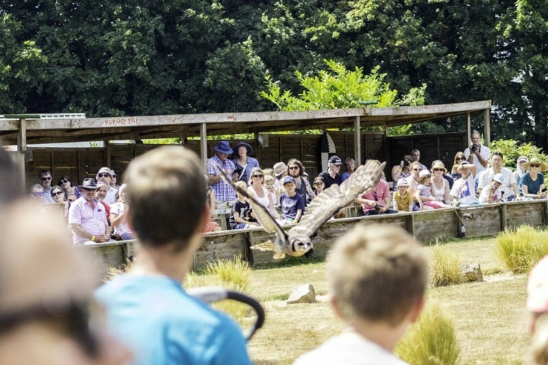 The Milky Eagle Owl in flight at the Hawk Conservancy Trust